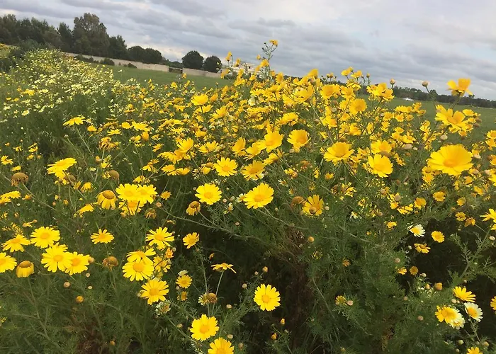 Tenuta Monaci La Murra